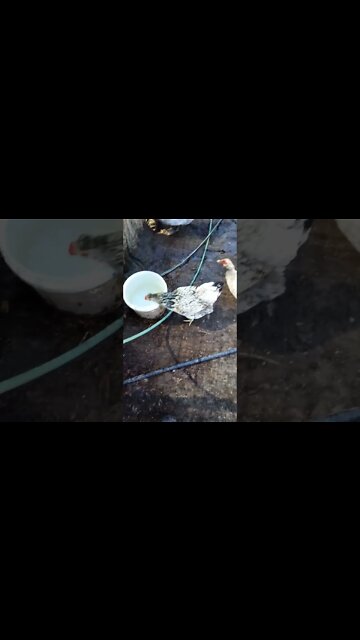 Good morning Rhiannon drinking from the duck water and some ducks