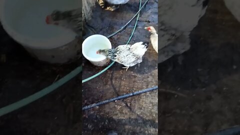 Good morning Rhiannon drinking from the duck water and some ducks
