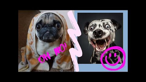 Best Funny Animal Videos. 😂 Try Not to Laugh.💖 TikTok Compilation.