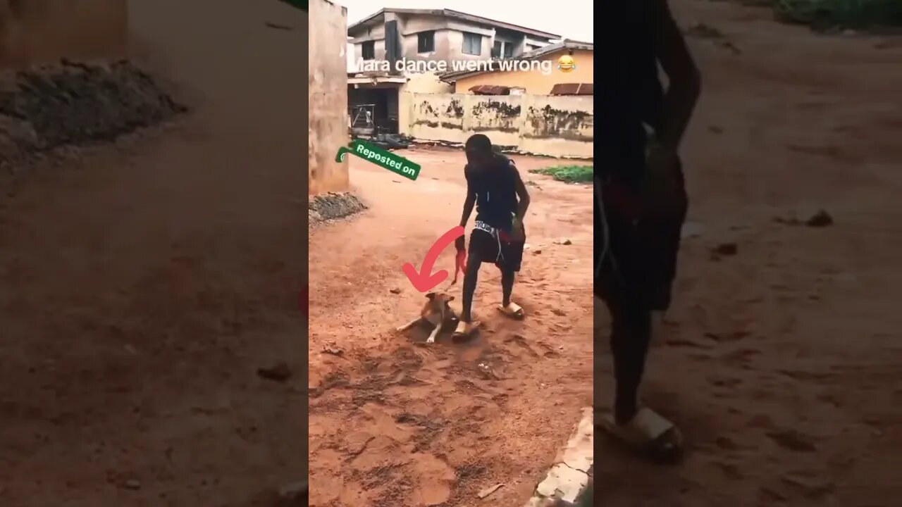 Dog sinks teeth in boy for stepping on its tail #dogbite #viral #shorts #dog #trending