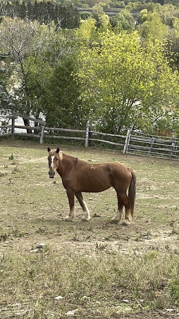 Beautiful horse enjoying her day