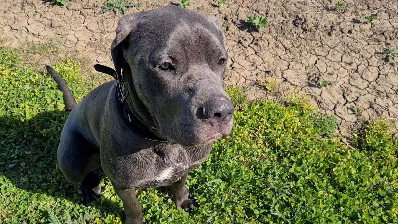 Bruce The Cane Corso 50 KG 110 Lbs 9.5 Month Old More Walking