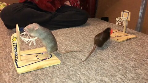 Pickle grey and Olive black Playing VS Basketball