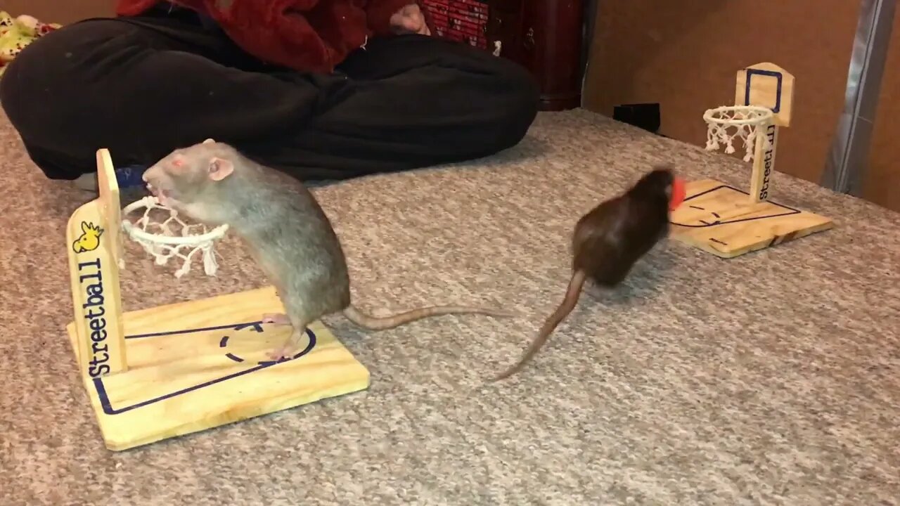 Pickle grey and Olive black Playing VS Basketball