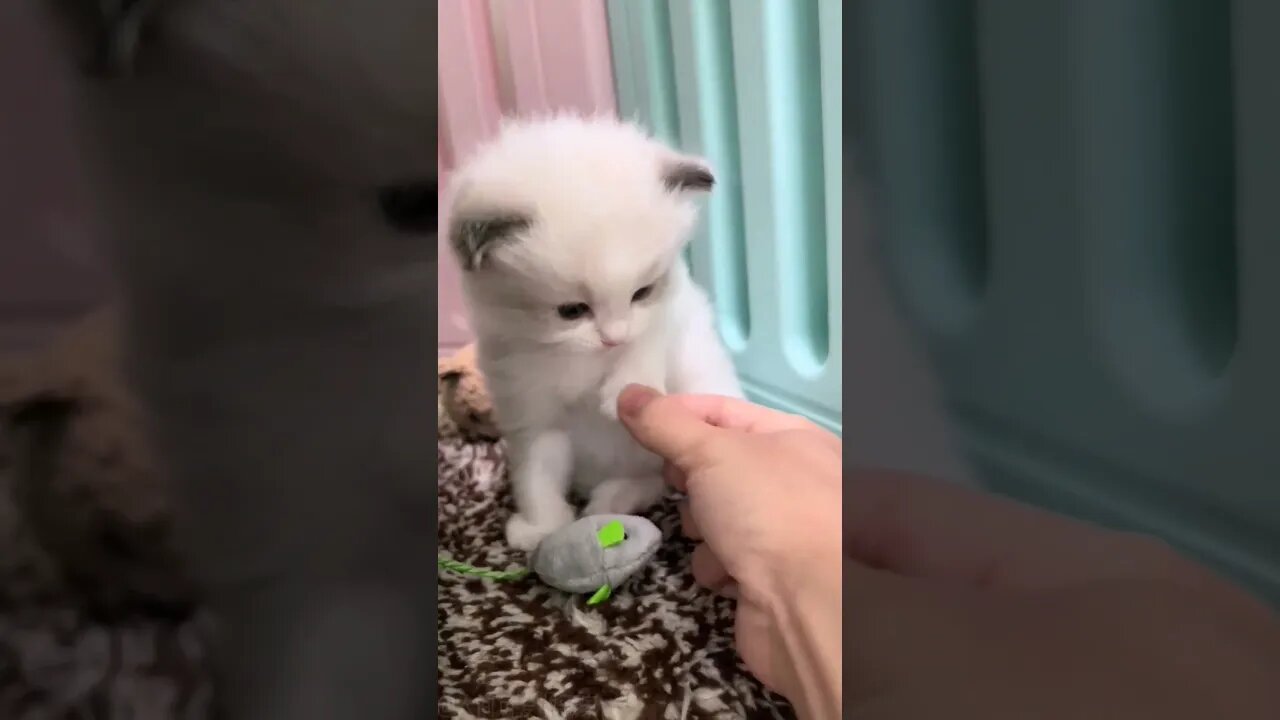 2023 So Cute Baby Cat! Lovely moments || 🥰😽 #shortsfeed #cat #youtubepets