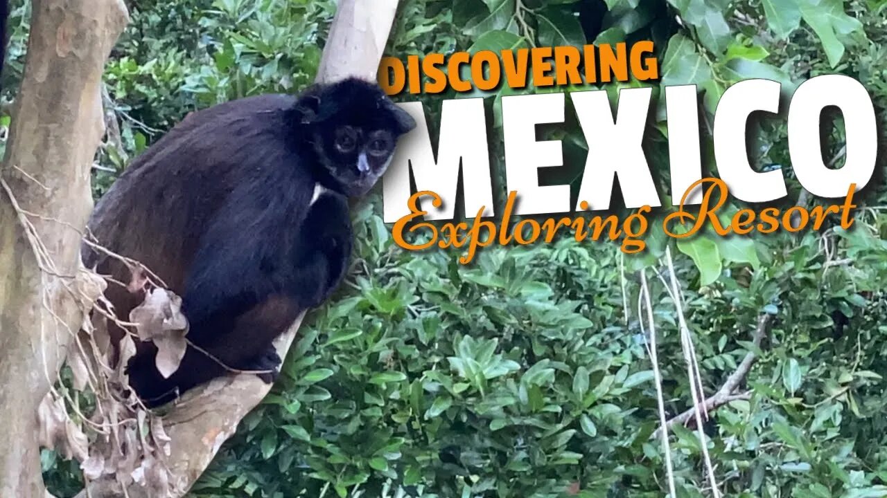 Spider Monkeys in Mexico | Discovering Mexico Exploring Resort | Vancity Adventure