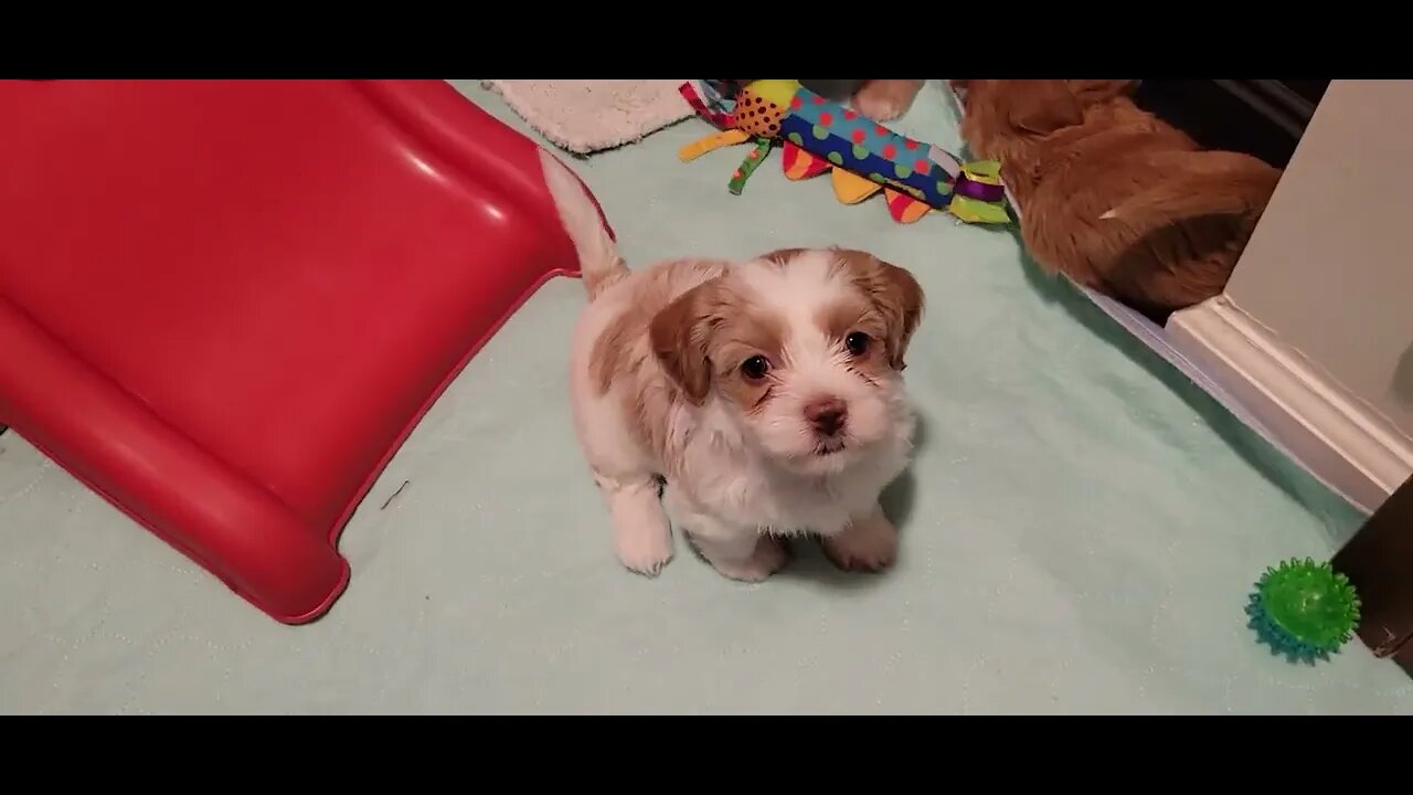 W LITTER- 5 weeks & a day(2)
