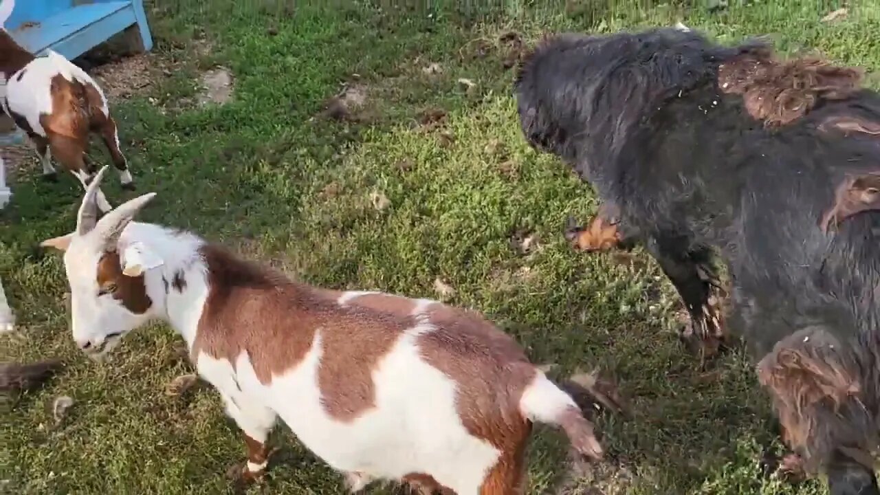 Ancient Guardians Farm Tibetan Mastiffs with some goats