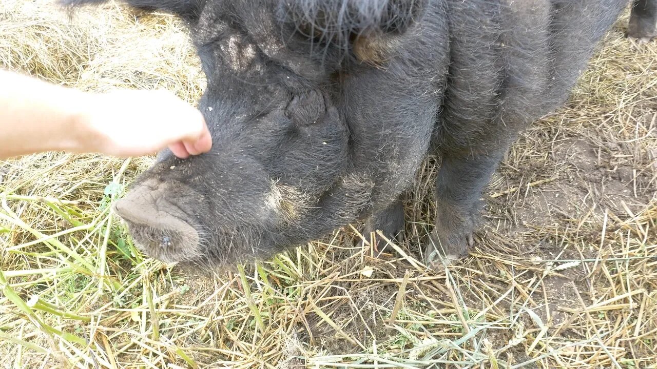 Meet Mango - Our New Hungarian Wool Pig