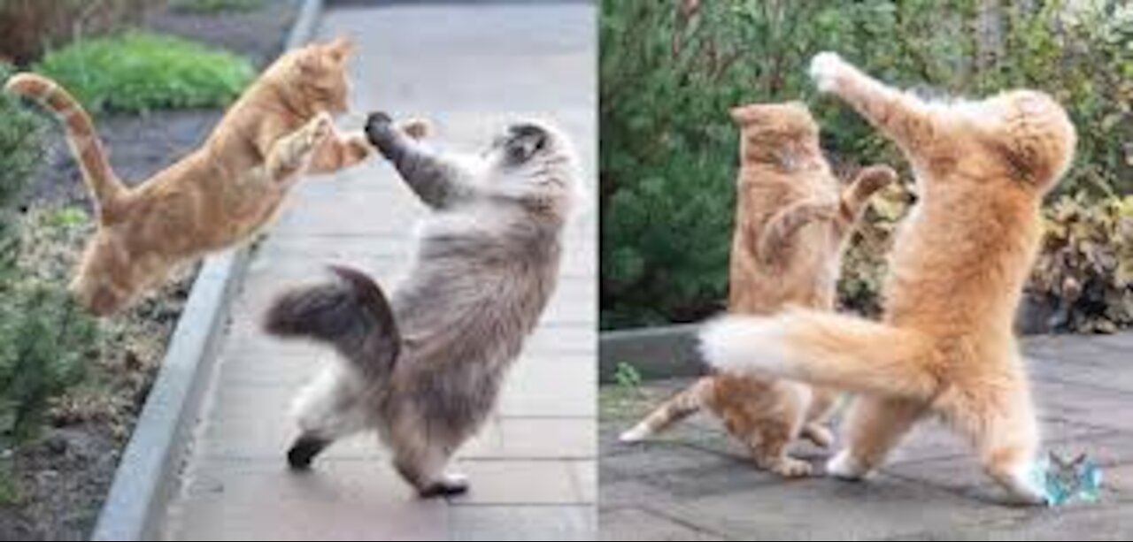 Brutus the cat is a big fan of the ‘surprise act