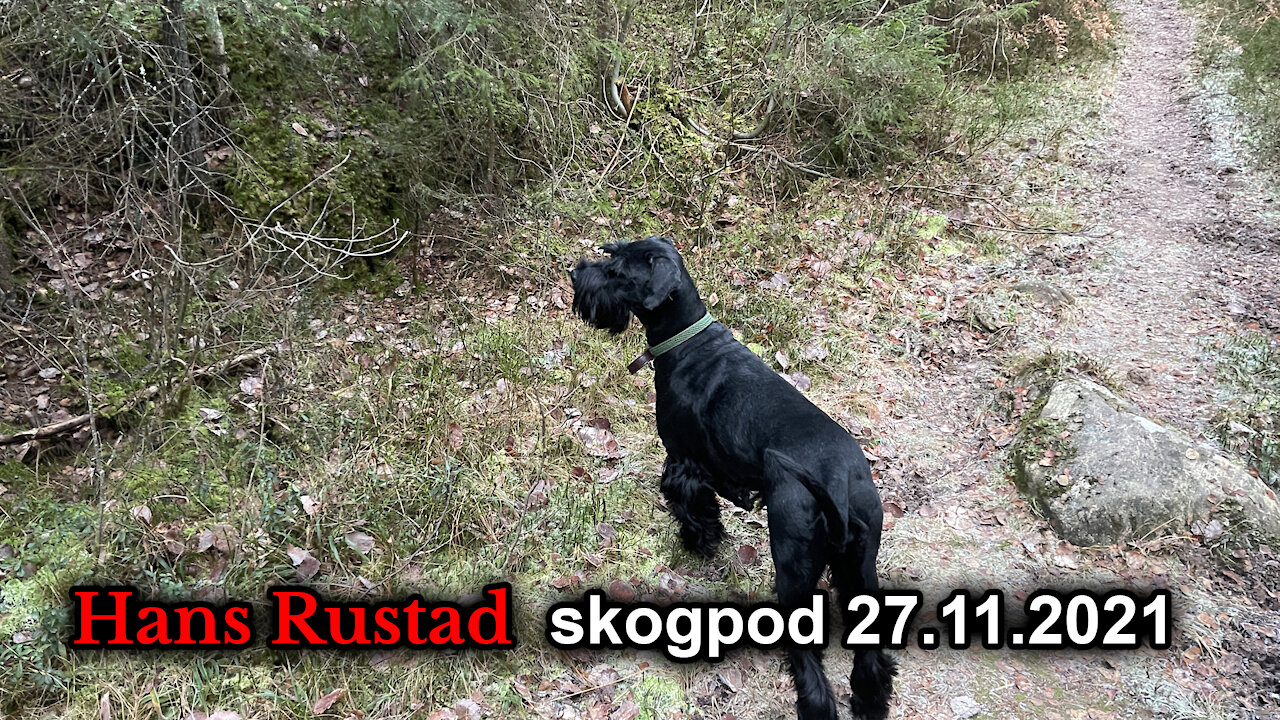 Skogpod 27. november, 2021: Riksrett mot Biden