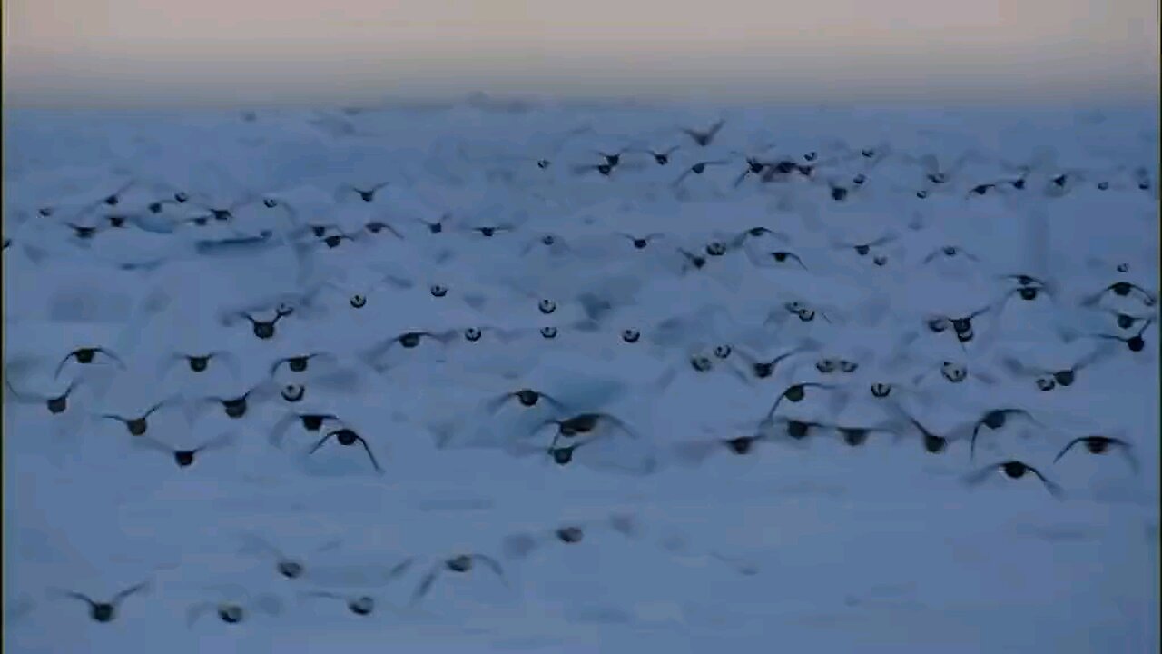 BBC earth Bird life in snow