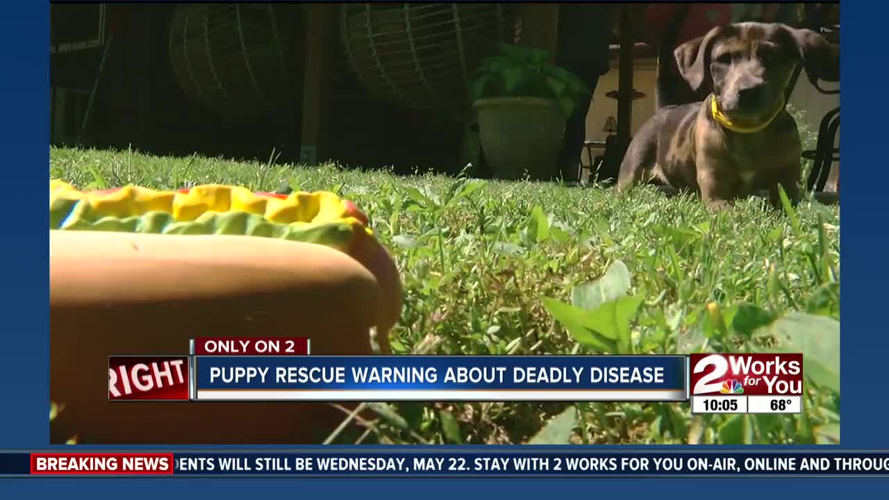 Puppy rescue warning about deadly disease