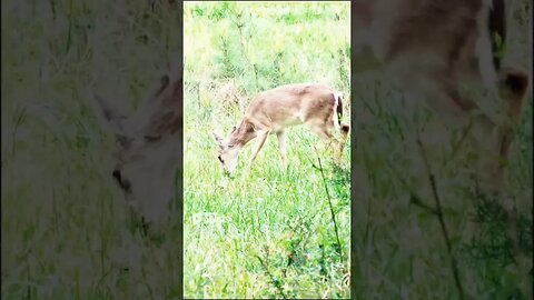 Deer herd walking through the trees