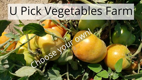 U-Pick Vegetable Farm in London Ontario | Pick Your Own!