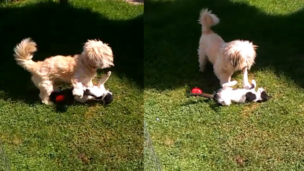 Sweet dog really wants to befriend kitty cat