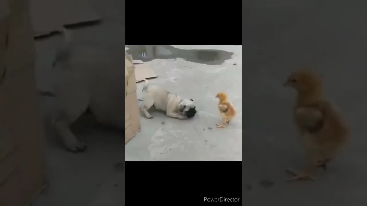 The funniest animals / Fun with cats and dogs 2022 @chcreation moratuwa