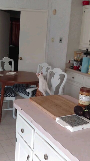 Silly Squeeker, after a reflection