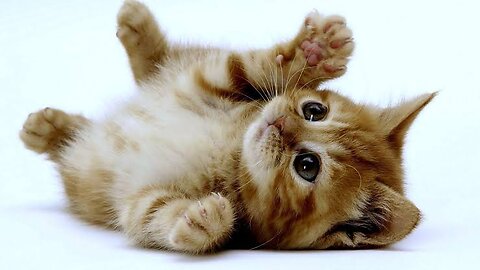 Cute-kitten #40