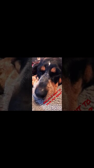 #BlueTick is sleeping. Wake the #Dog poke the #Bear! #shorts, #shortsvideo,