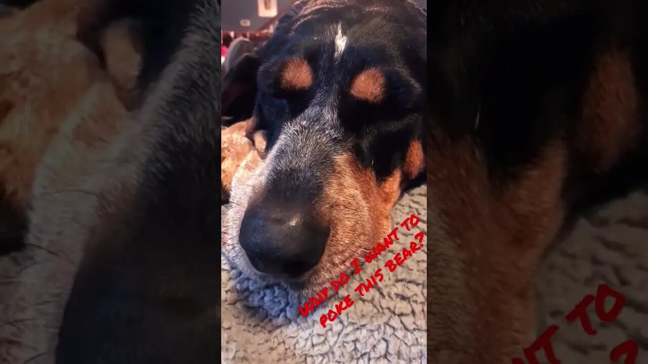 #BlueTick is sleeping. Wake the #Dog poke the #Bear! #shorts, #shortsvideo,