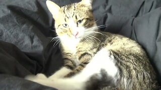 Little Cat Washes His Fur