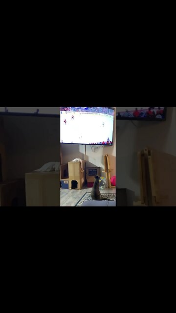 Go Cats!! #nhl #nhlplayoffs #floridapanthers #timetohunt #cats #catshorts #shorts #funnycats