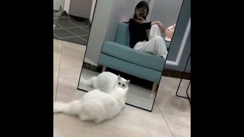 Cute cat over a mirror