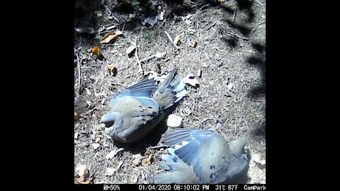 Sunbathing Mourning Doves