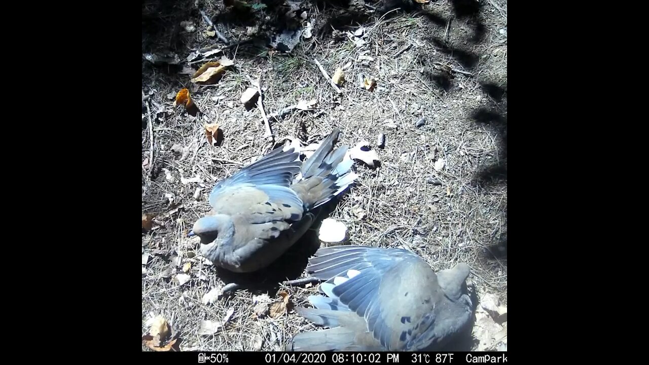 Sunbathing Mourning Doves