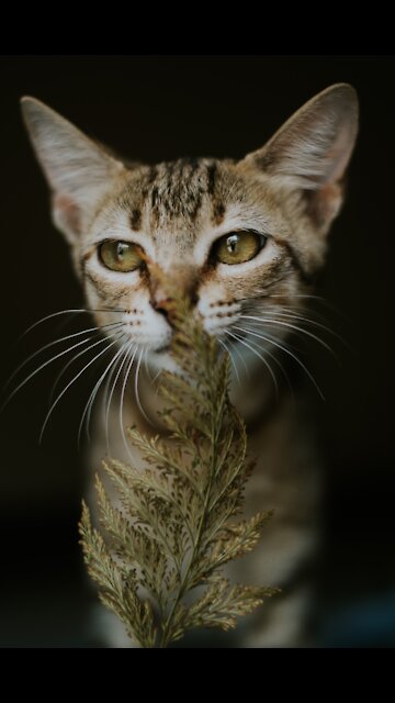 Desperate Cat, Why Does Its Owner Take Your Food - Tiktok Cats (Funny Animals #305)