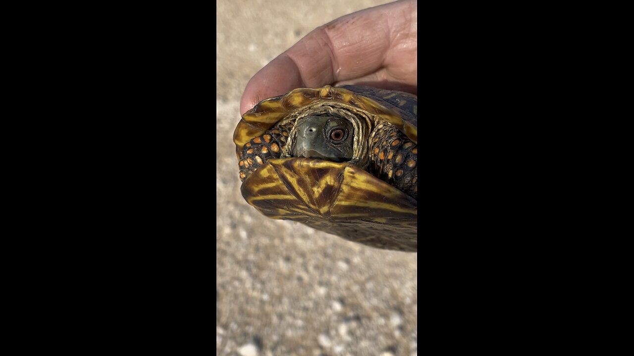 Oilfield box turtle