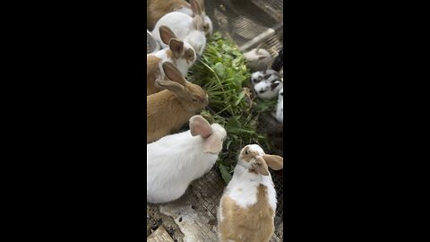 Cute little bunnies