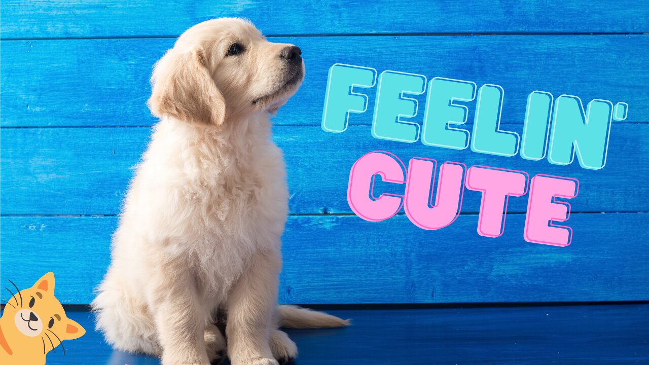 cute animals! compilation of cute animals moments