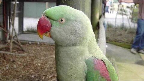 Lovely cute parrot