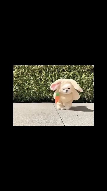 How to Make Everyone Fall in Love With the Cutest Chihuahua Ever!