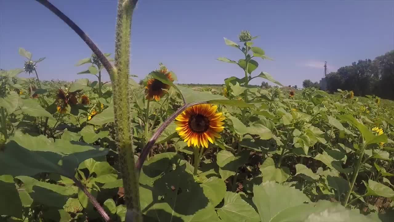 What to expect at Sunflowers of Sanborn this August