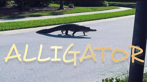 Alligator Crossing the Road