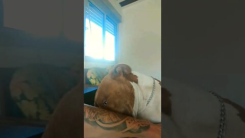 Dog Dog hulkkkk ❤️❤️😘😘@clubedospitbulls