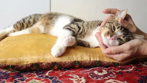 Sweet Cat Sleeps on the Yellow Pillow