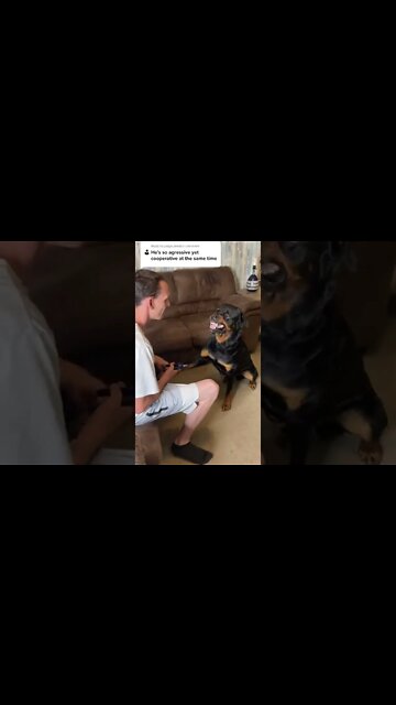 The rottie rumble 🐶 😂 #Shorts #rottweiler #dogs