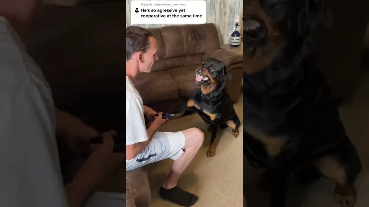 The rottie rumble 🐶 😂 #Shorts #rottweiler #dogs