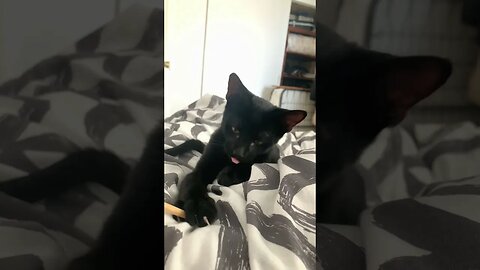 Chopstick Became Chew Toy For Black Kitten #shorts