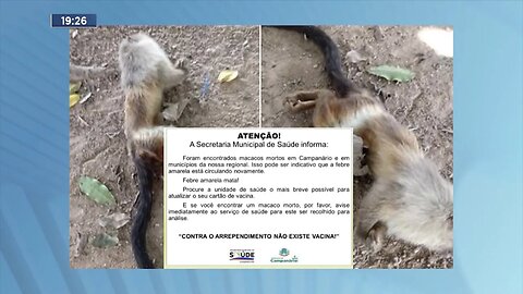 Campanário: Macacos mortos encontrados na cidade e em municípios da região, diz Secretaria de Saúde.