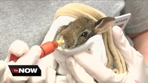 Wildlife orphans in good hands at SPCA Serving Erie County