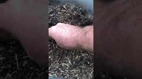 Ez to grow #apple #trees