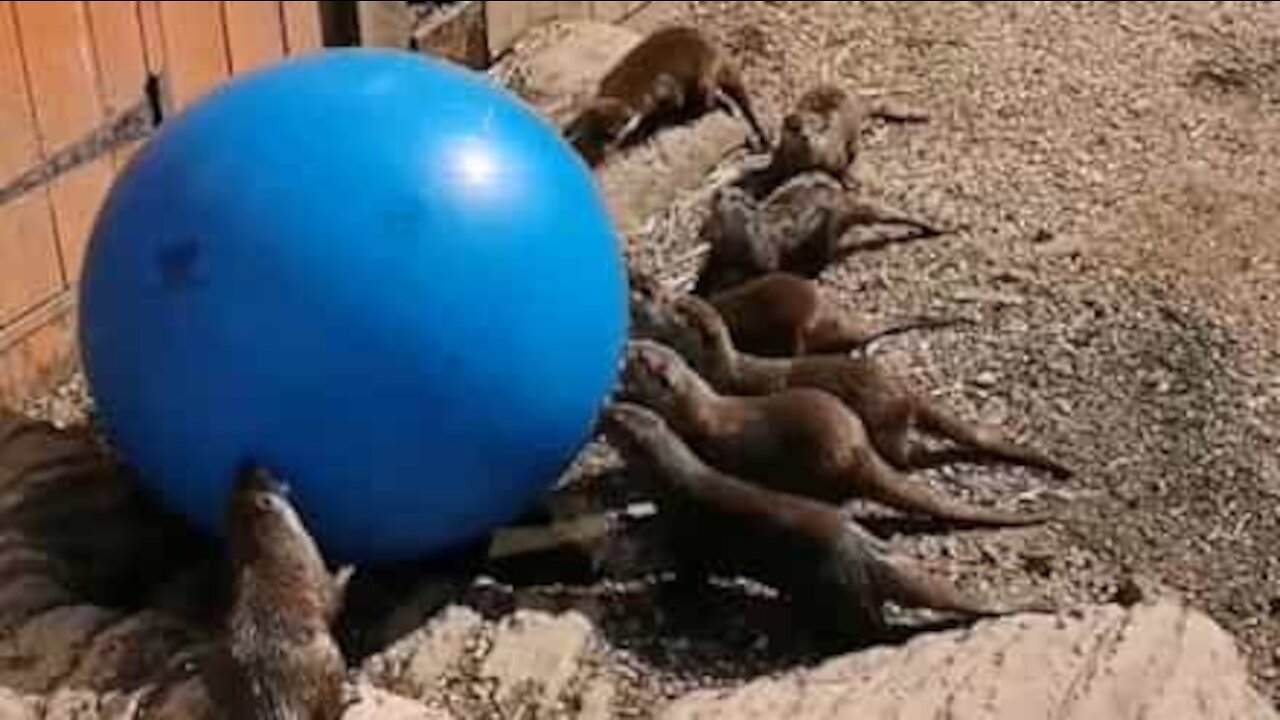 Otters have a blast with exercise ball