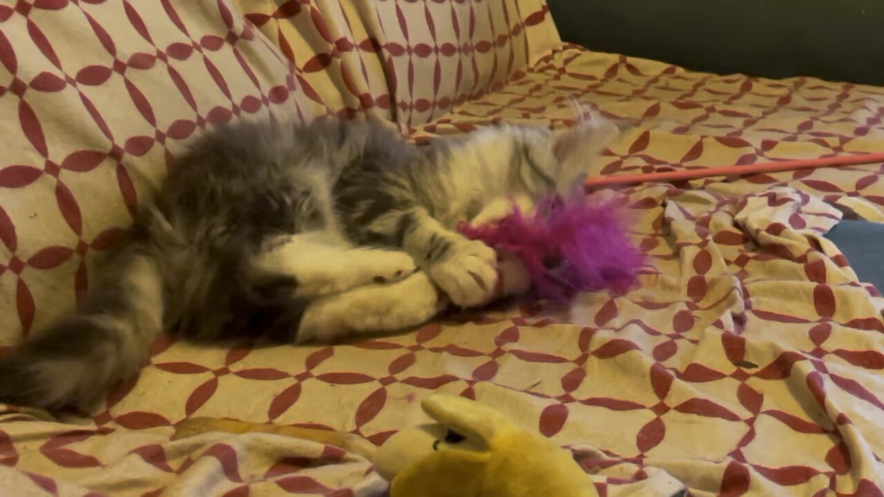 Main Coon 13wks playing Pt3