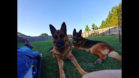 Rome and Jules traveling in the RV German Shepherds Sehguh German Shepherds