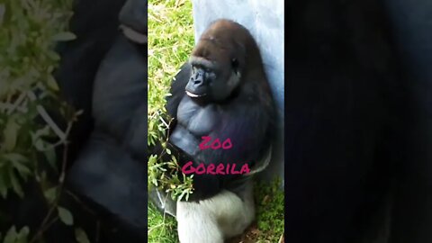 #Zoo Gorrila